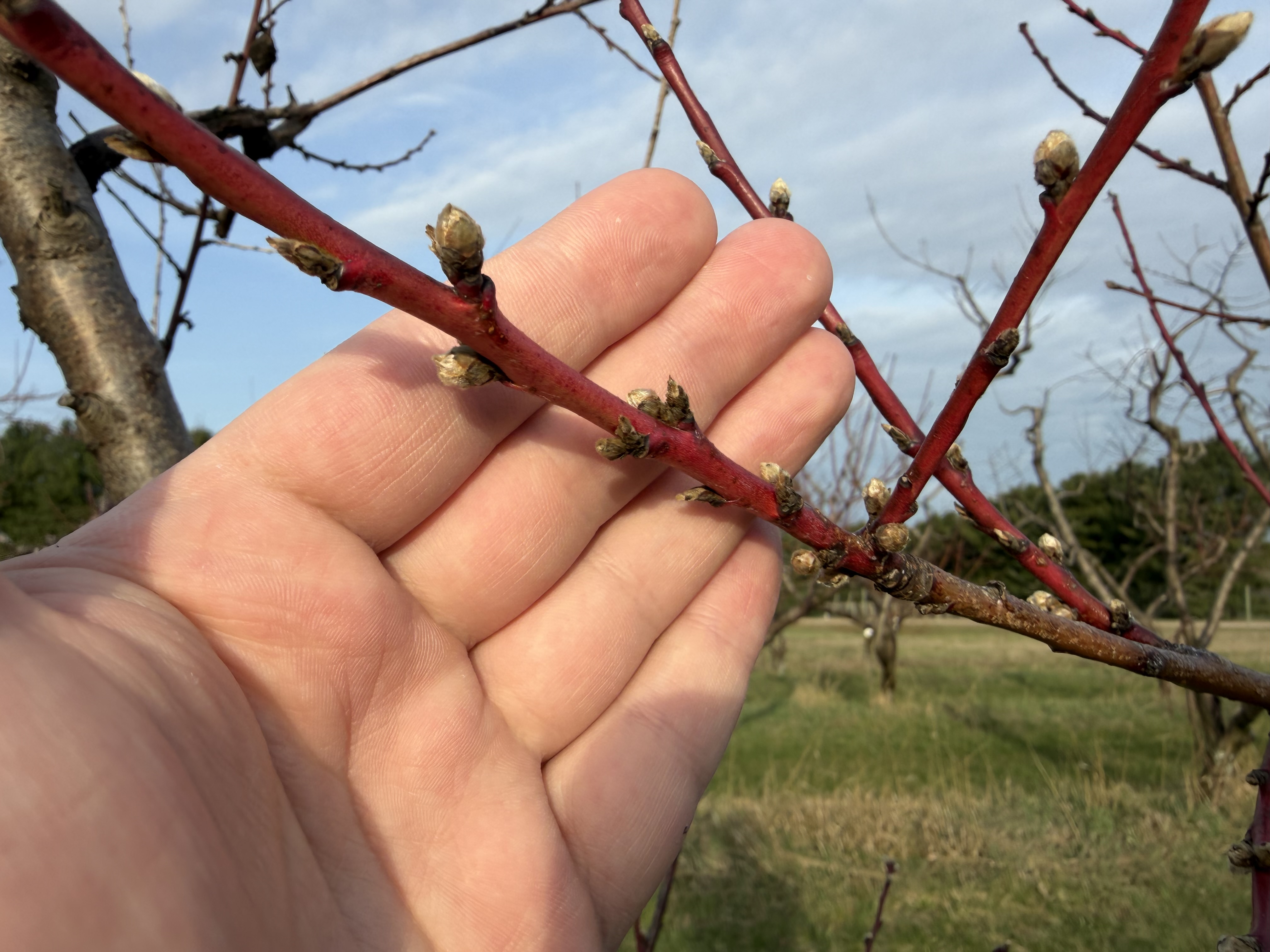 July Rose_Dan Dick.JPG